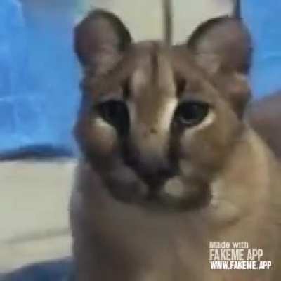 Blursed Floppa Beatbox