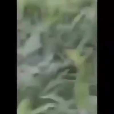 macacolol no peixonauta