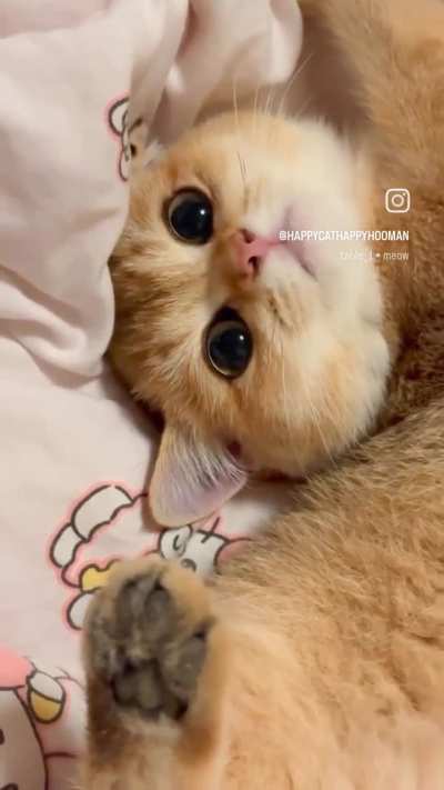 The look you give when your hooman eats without offering you a bite