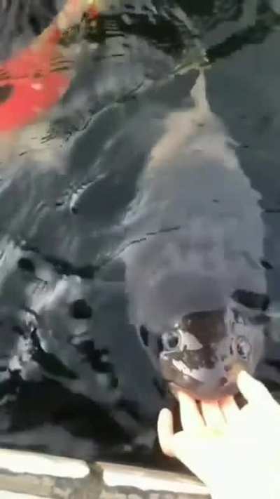 To feed a fish
