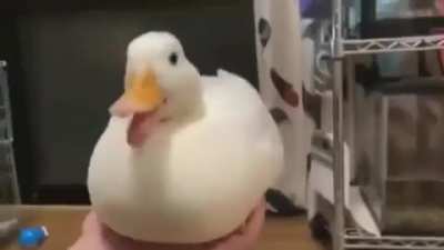 DUCK THAT RICKROLL