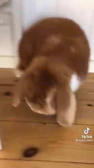 Bunny putting it in reverse