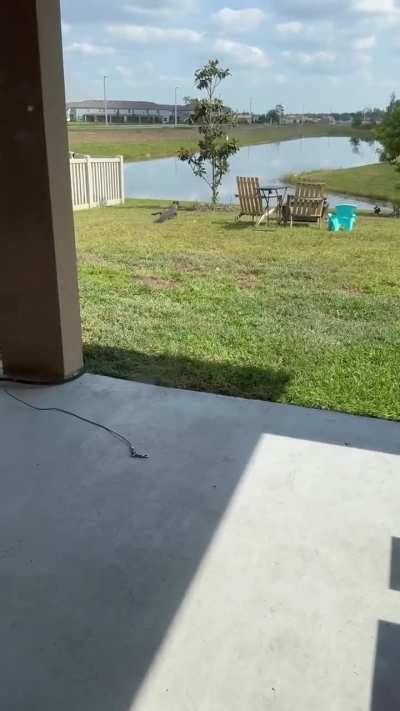 Good boy saves the day