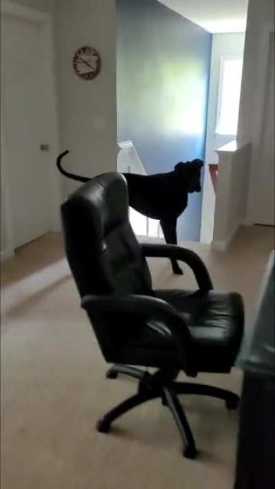 excited great dane