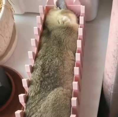Loaf of surprise