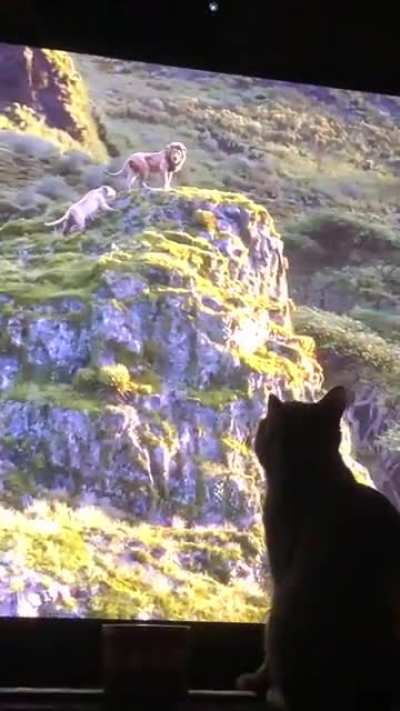 My cat was loving the live action Lion King
