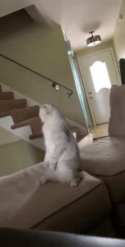Котик