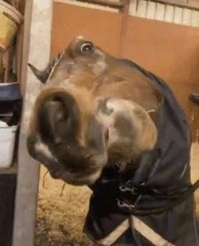 A horse is a horse, of course