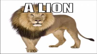 a lion