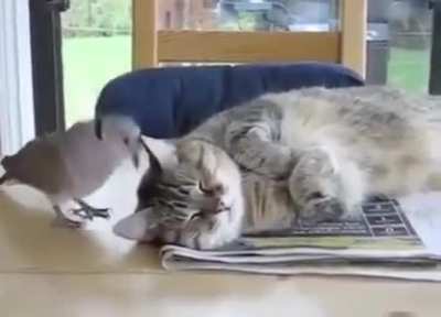 Nothing can break cat's patience