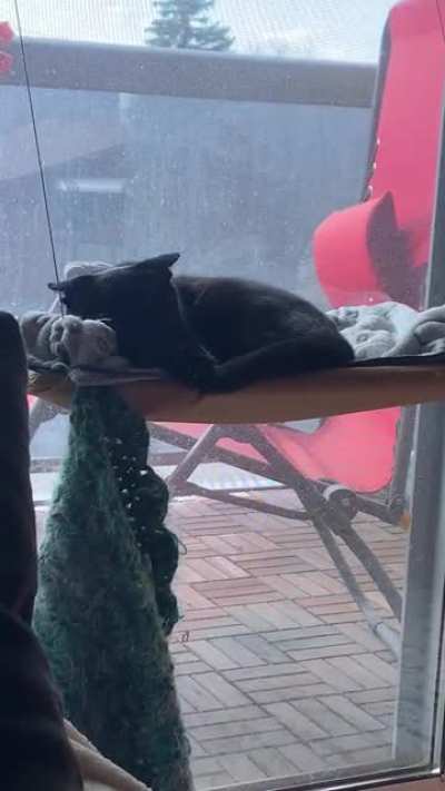 The consequences of biting into her own tail wasn’t factored into her catculations