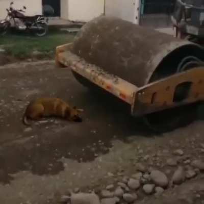 Zavallı köpeği ezen silindir 🤬🤬🤬