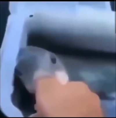 Kiss the fish