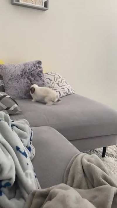 He does a full binky session every morning 🥺