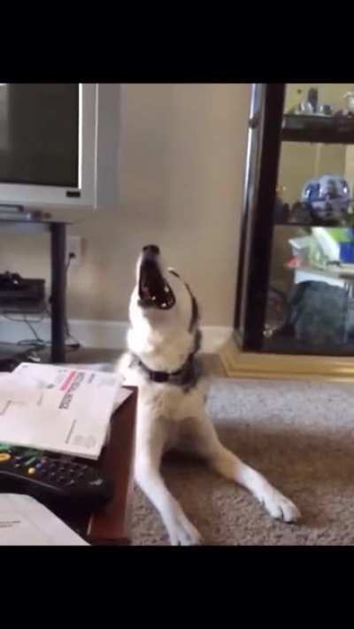 Screaming huskies are my favourite