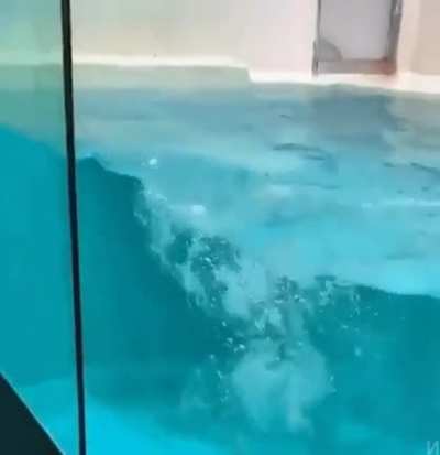 Seals can do amazing things