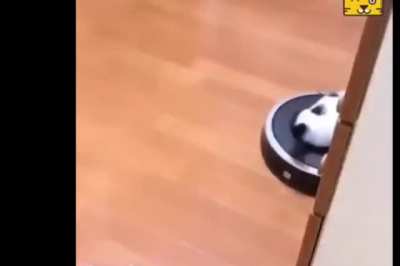 Kitten gets a ride