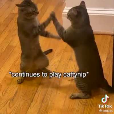 cats with voices