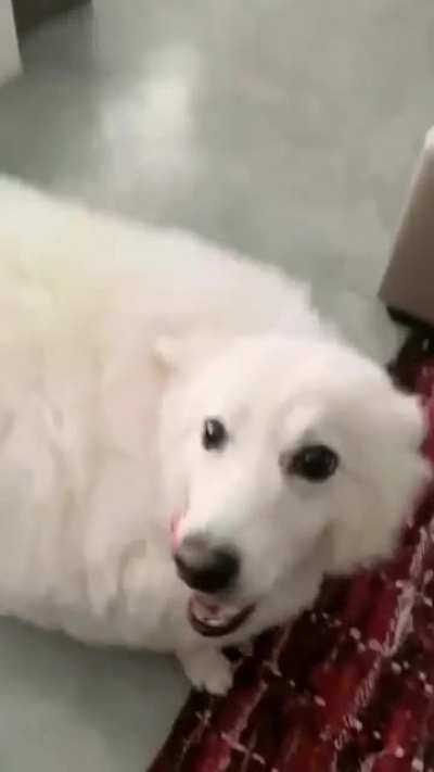 fluffy dog