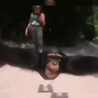 Haha chimp go brrrrrr