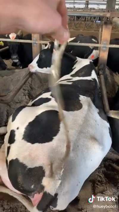 Cow WAP
