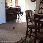 Doggo