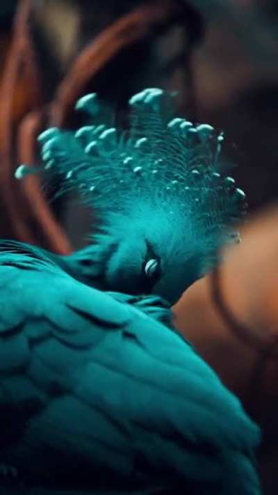 Victoria Crowned Pigeon.
