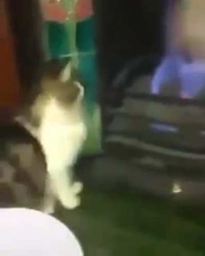 Poor cat meets fire.