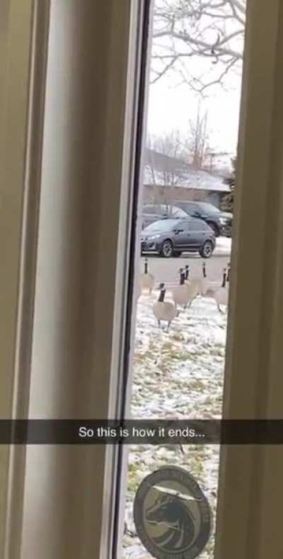 I’m sorry for jaywalking please don’t hurt me