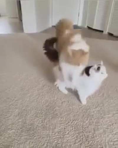 Amazing grace 🎶meow meow meow🎶