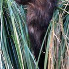My moms new Maine Coon kitten is all ears!