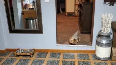 She will only eat on the living room carpet... one piece at a time.
