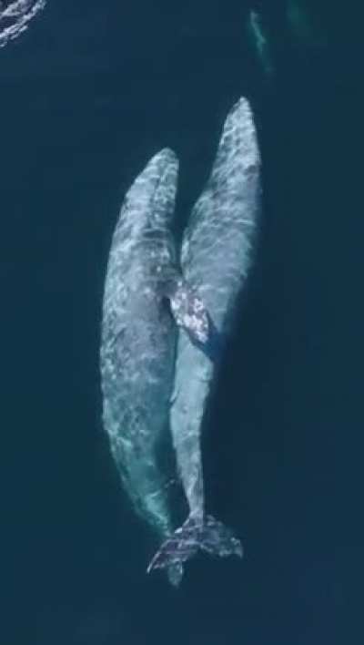 A whale and his girlfriend ♥️🐋