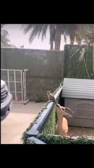 got your tail!
