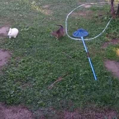 to catch it