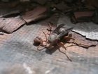 Thanks I hate I. Decapicated wasp picks up his head and flies away
