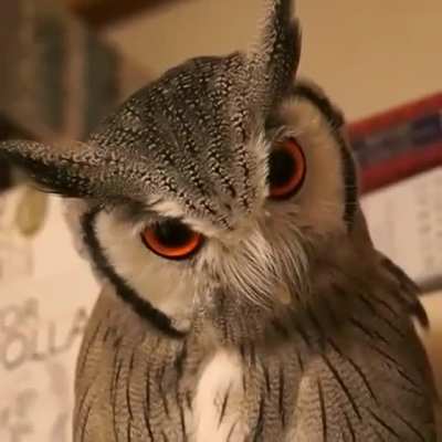When you second activate the Great Owl of War
