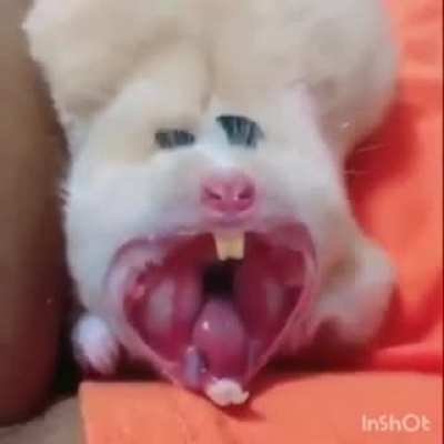 Просто живот<wbr>ное