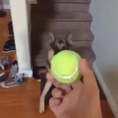 Pega a bola
