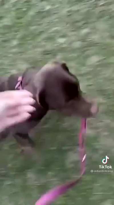 Dog takes his human out for a walk