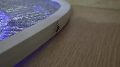 Mosquito commits suicide. Press F