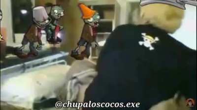 Corxea poto