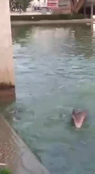 Feeding the fish