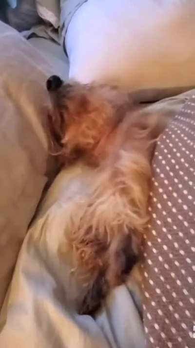 Not a morning doggo