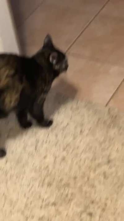 Cat we rescued in winter, she doesn’t meow only screams