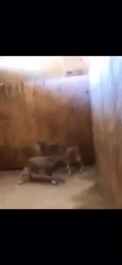 Have you heard of goat simulator?