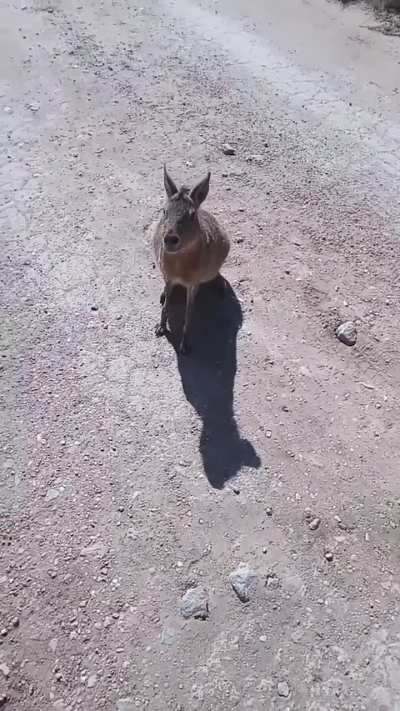 Liebre piquetera corta la ruta