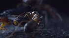 🔥 Bombardier beetle bombs an ant with its hot noxious liquid
