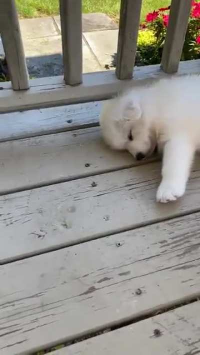 6 week old puppies napping