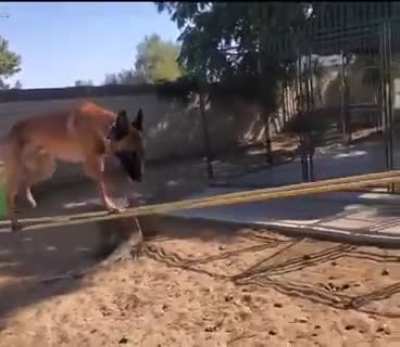 A dog with skills